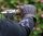 13 1/2 Loud Ride Motorrad Handschuhe schwarz